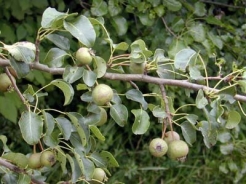 European wild pear