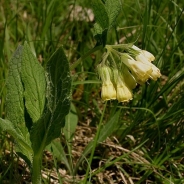 Tuberous comfrey