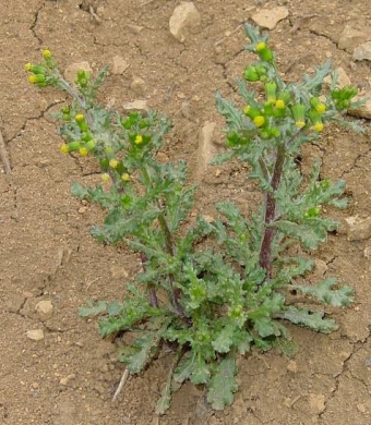 Senecione comune