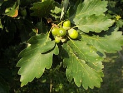 Sessile oak