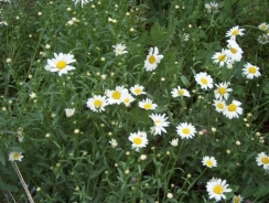 Margherita tetraploide