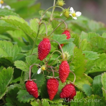 Fragola di bosco