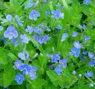 Germander speedwell