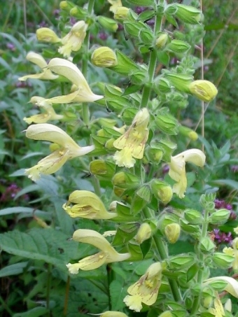 Salvia vischiosa