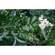 Wild privet