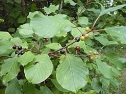 Frangola