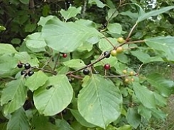 Alder buckthorn