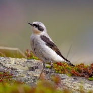 Northern wheatear or wheatear 