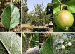 European crab apple