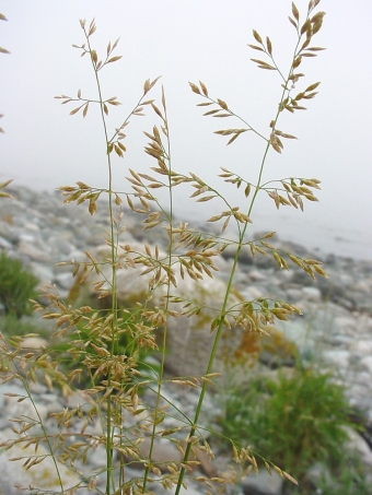 Fienarola palustre