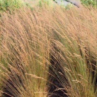 Gramigna altissima