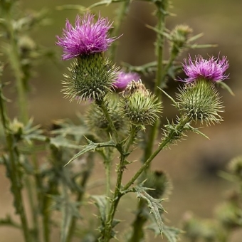 Spear thistle
