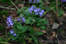 Lungwort