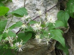 Vitalba