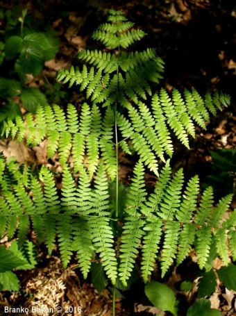 Orlova praprot | Rastlina | Life Habitats