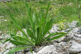 Ribwort plantain