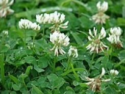 Trifoglio bianco