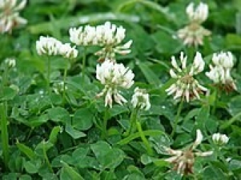 Trifoglio bianco