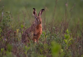 European hare