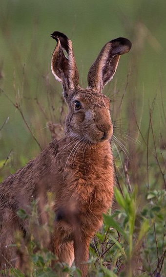 European hare