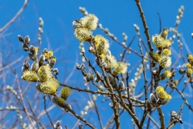 Goat willow