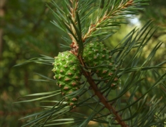 European red pine