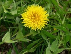 Dandelion