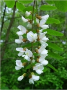 Black locust