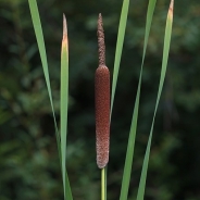 Broadleaf cattail