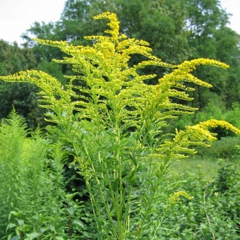 Canada goldenrod