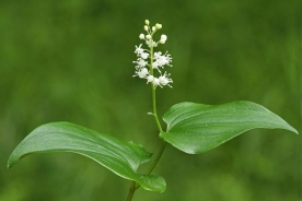 False lily of the valley