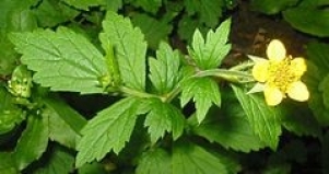 Wood avens