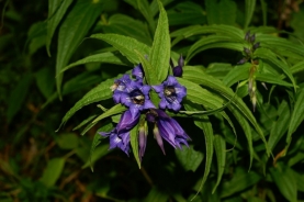Genziana minore