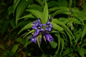 Willow gentian