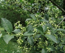Berretta del prete