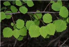 Aspen