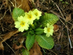 Primula comune