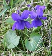 Viola mammola