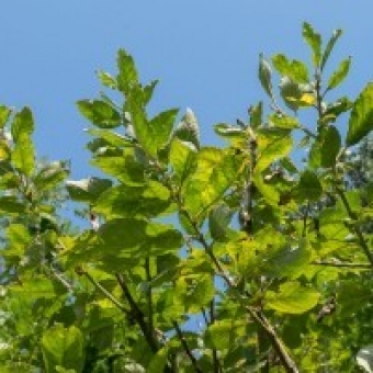 Salicone 