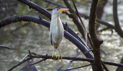 THE LITTLE BITTERN or COMMON LITTLE BITTERN