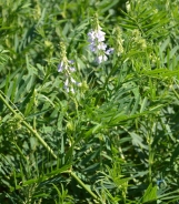 Navadna jastrebina – Galega officinalis