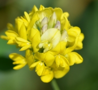 Yellow lucerne