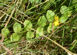 Okroglolistna pijavčnica – Lysimachia nummularia