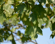 Acero minore