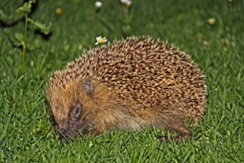 European hedgehog