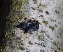 žlezasta zamazanka – Exidia glandulosa