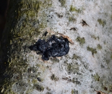 Black witches' butter