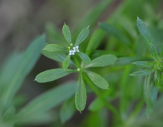 Gozdna lakota (Galium sylvaticum)