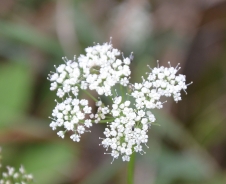 Močvirski silj – Peucedanum palustre (l.) Moench.