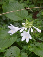 Fragrant plantain lily